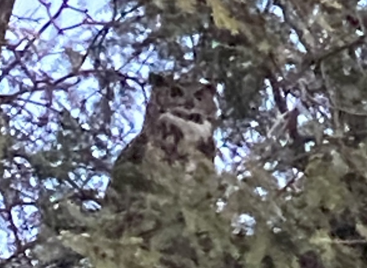 Great Horned Owl - ML646824880