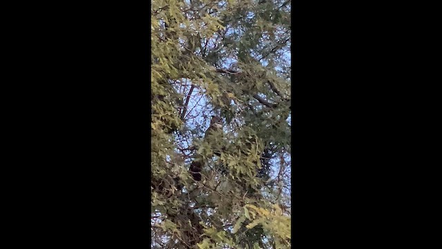 Great Horned Owl - ML646824882