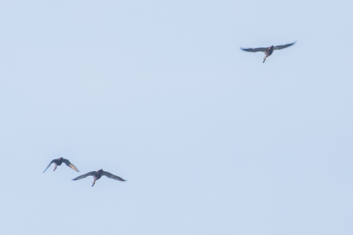 Mottled Duck - ML646824884