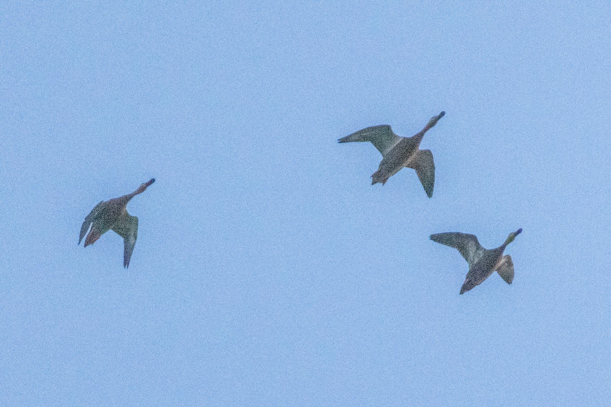 Mottled Duck - ML646824885