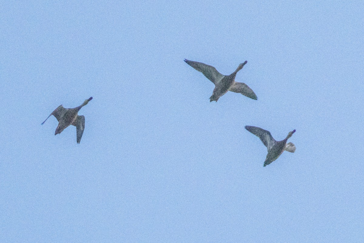 Mottled Duck - ML646824890