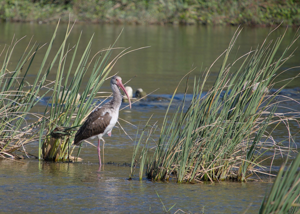 Белый ибис - ML646824892