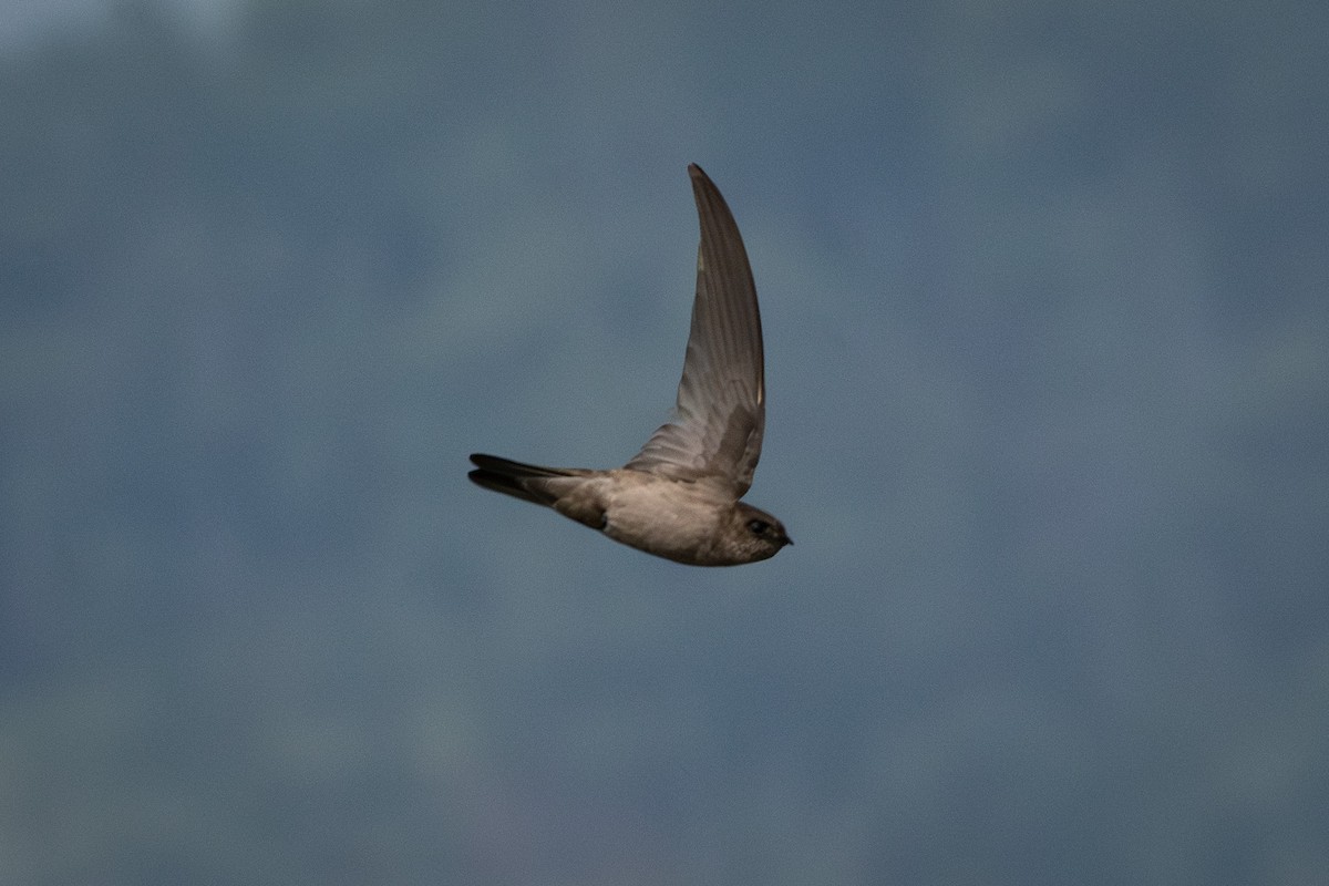 Indian Swiftlet - ML646824901