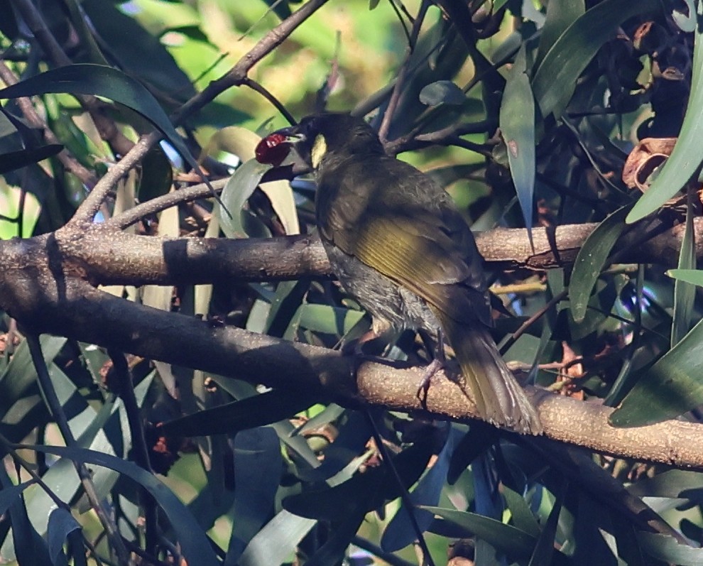 Lewin's Honeyeater - ML646824902