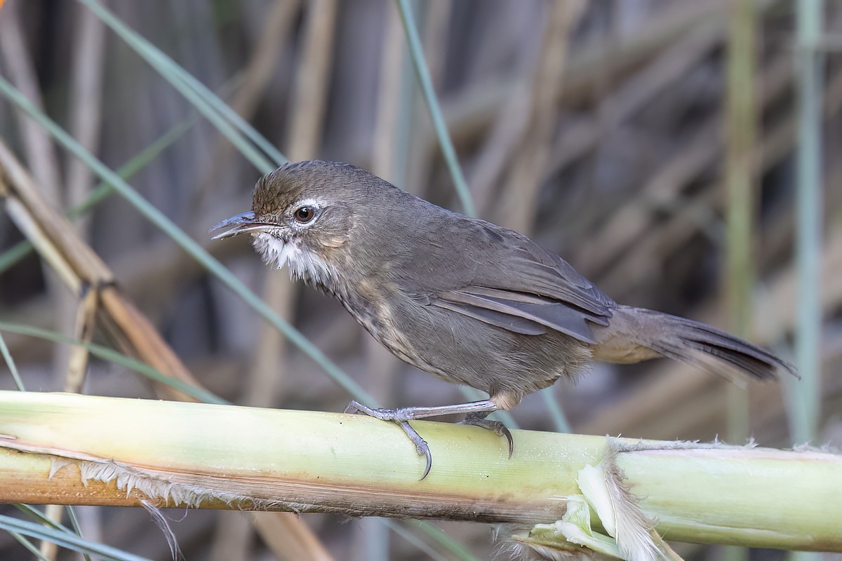 Баблер болотяний - ML646824904