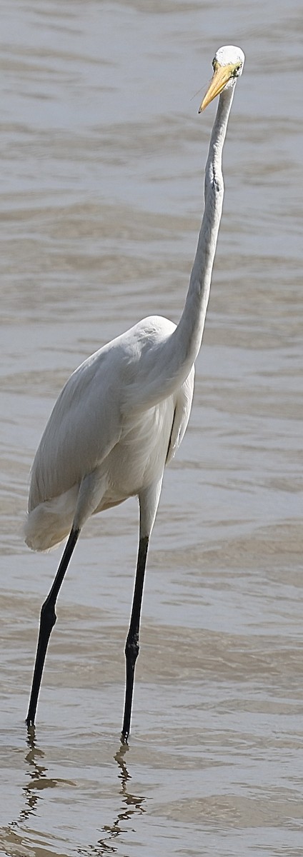 Silberreiher - ML646824913