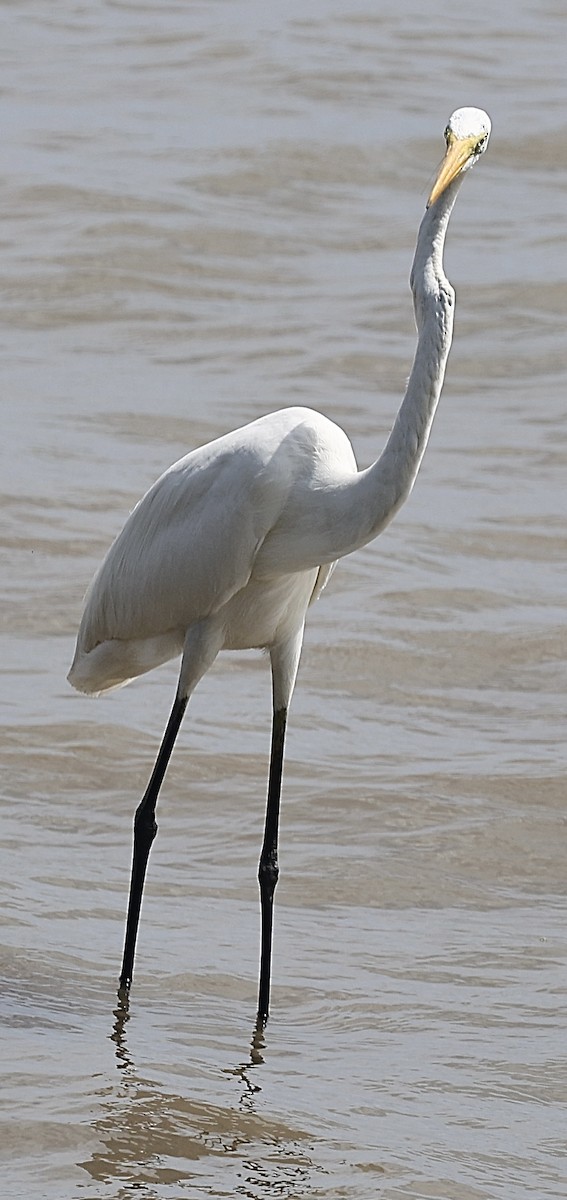 Great Egret - ML646824915