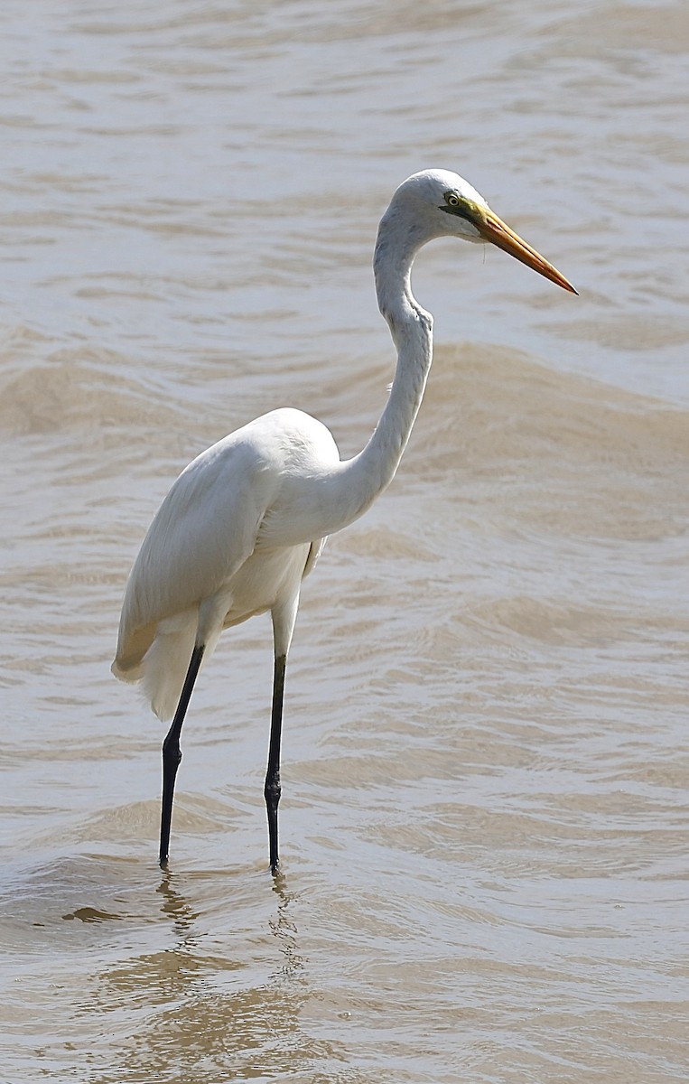 Silberreiher - ML646824916