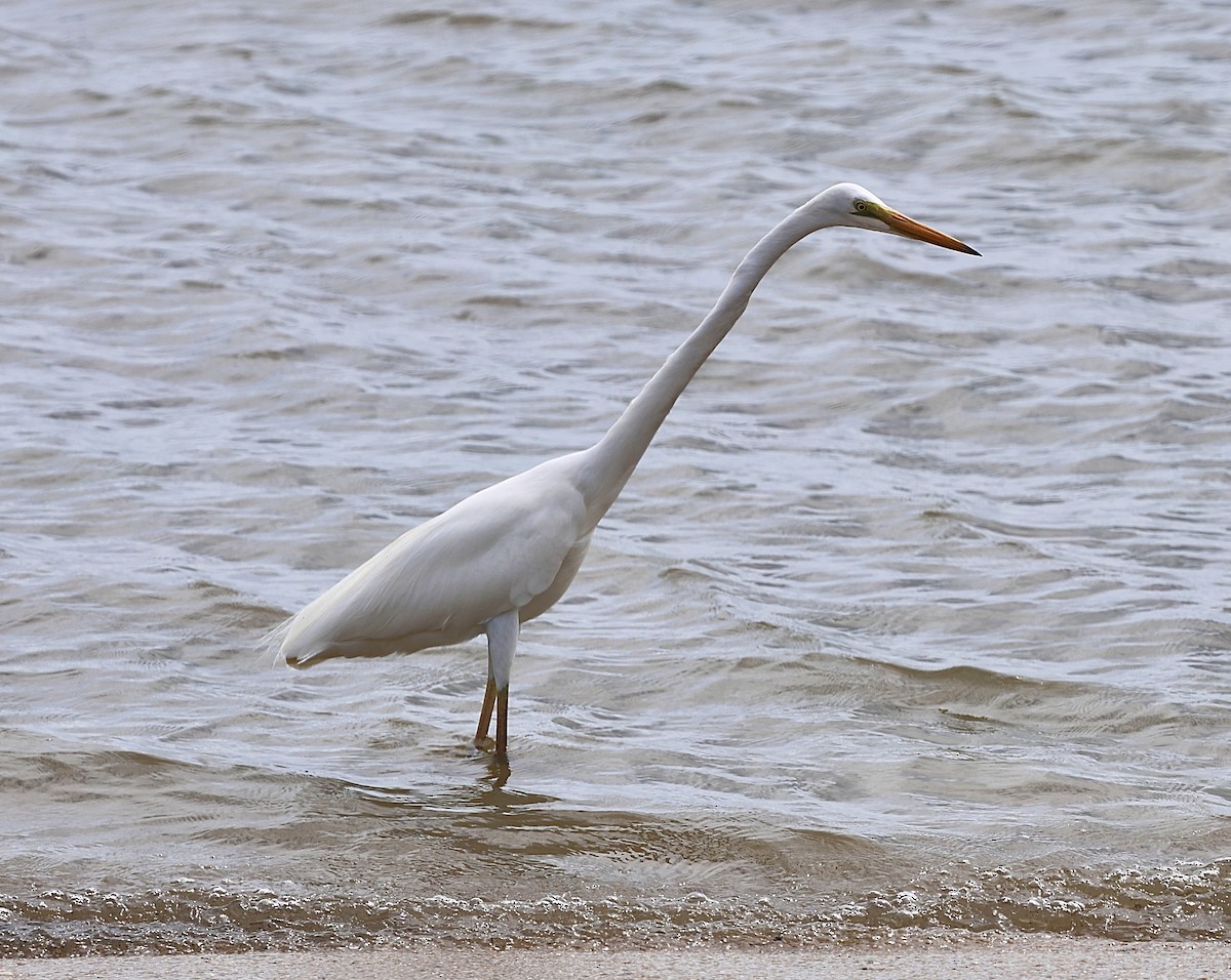 Silberreiher - ML646824917