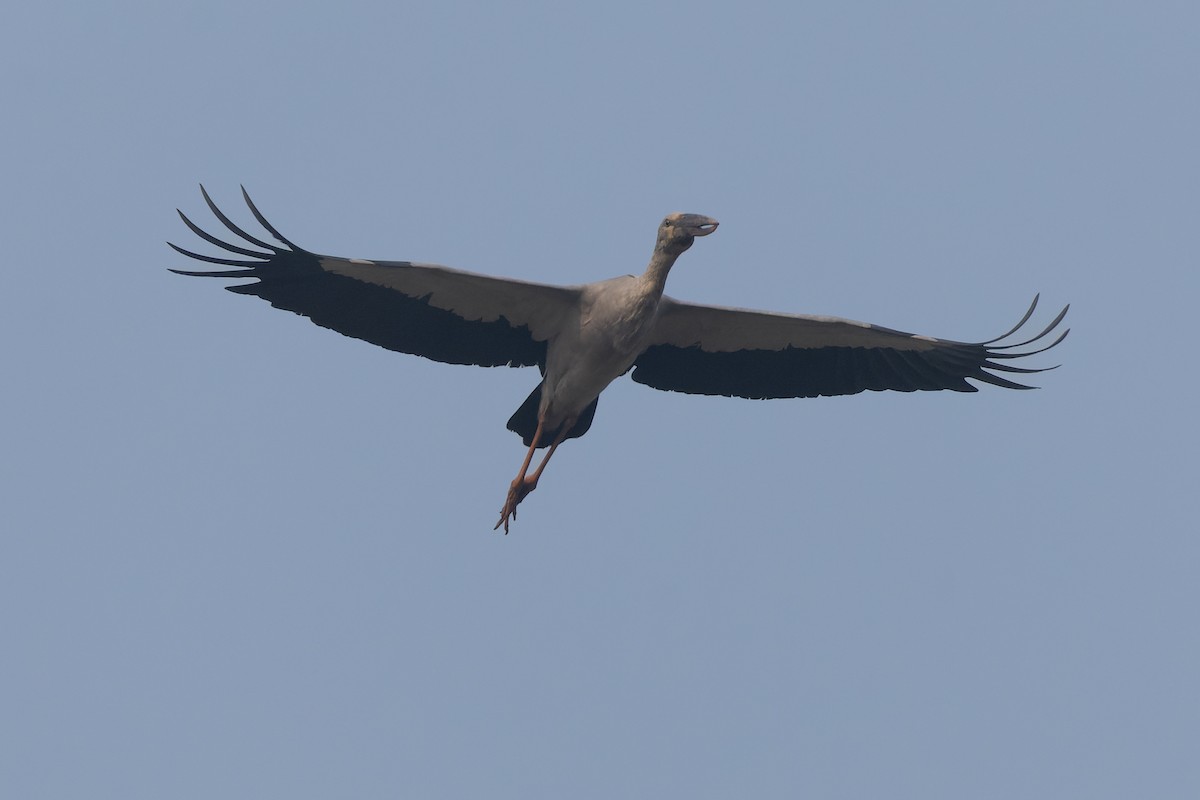 Asian Openbill - ML646824920