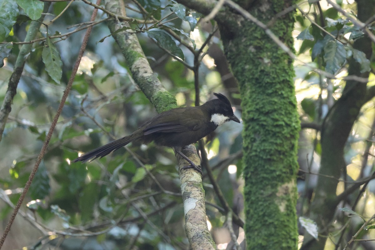Eastern Whipbird - ML646824922