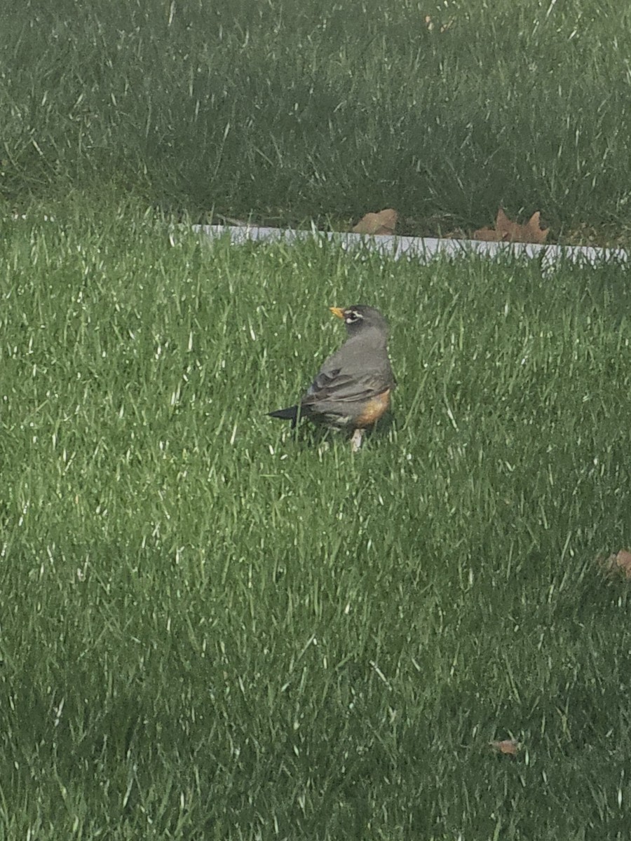 American Robin - ML646824923