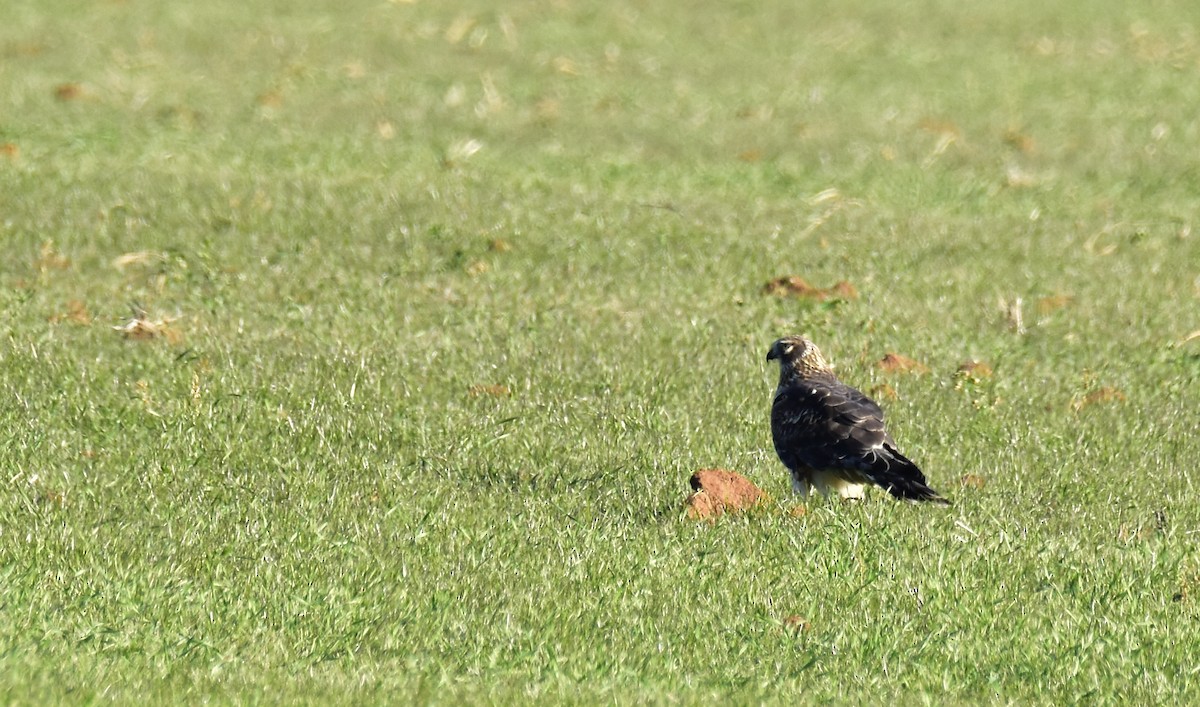 Northern Harrier - ML646824927