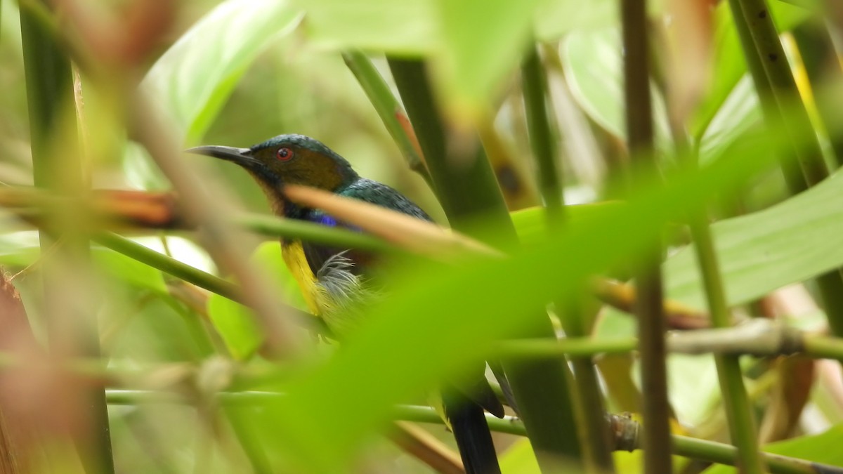 Brown-throated Sunbird - ML646824929