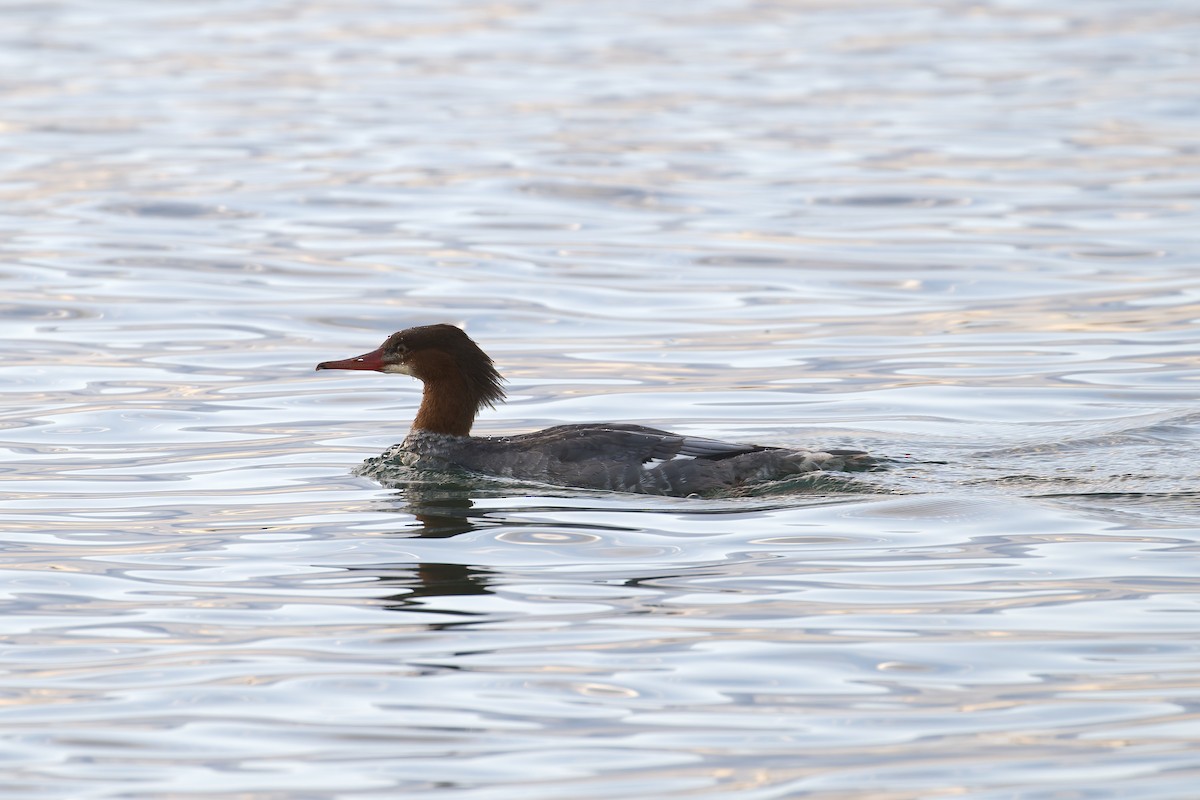 Common Merganser - ML646824935