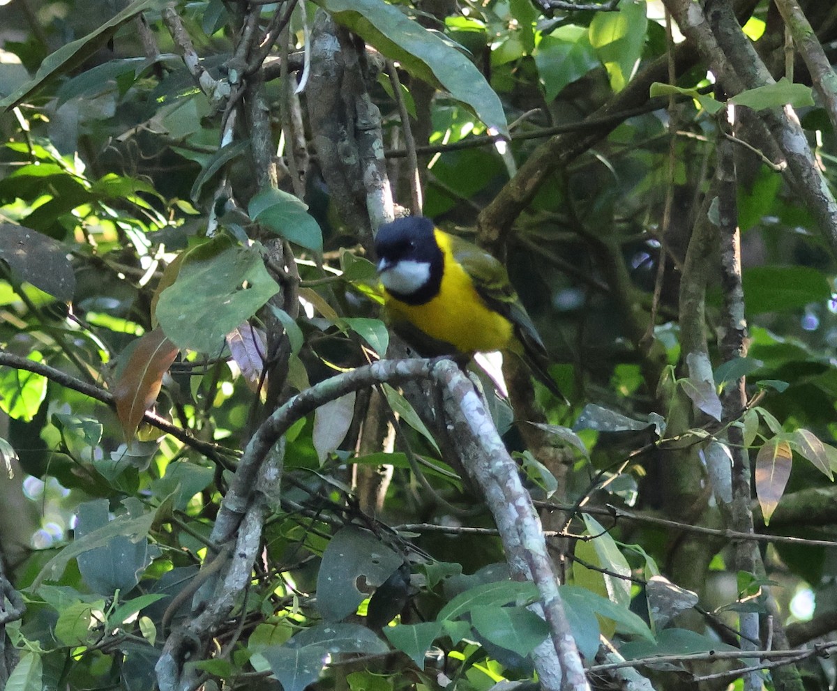 Golden Whistler - ML646824936