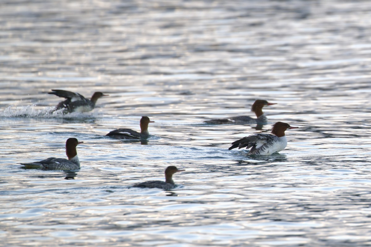 Common Merganser - ML646824939