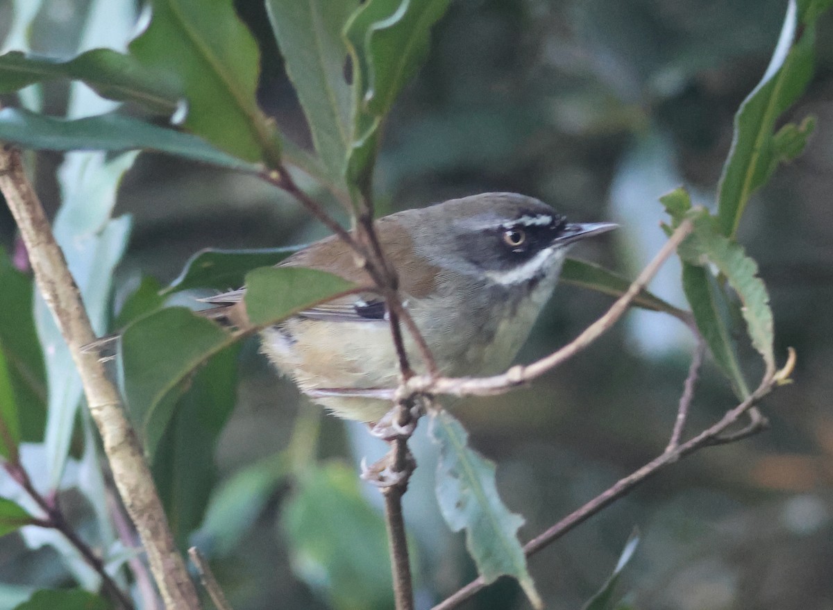 White-browed Scrubwren - ML646824940