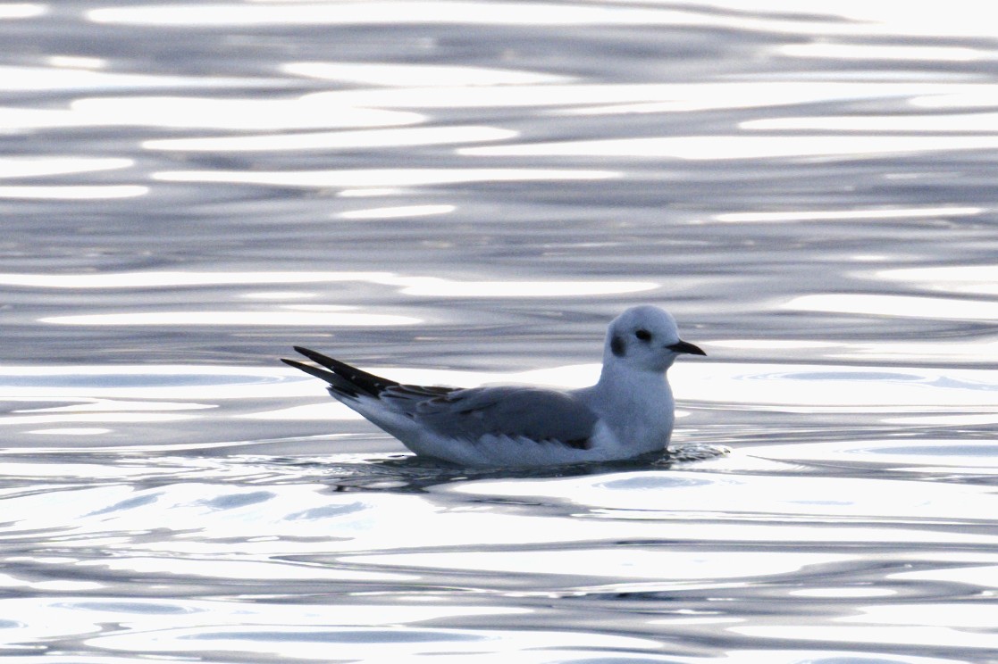Bonaparte's Gull - ML646824943