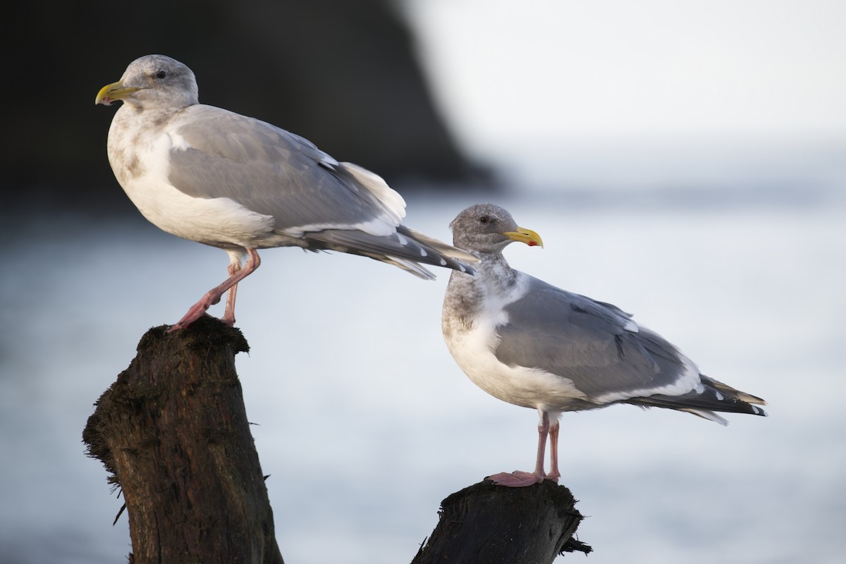 Gaviota de Bering - ML646824944
