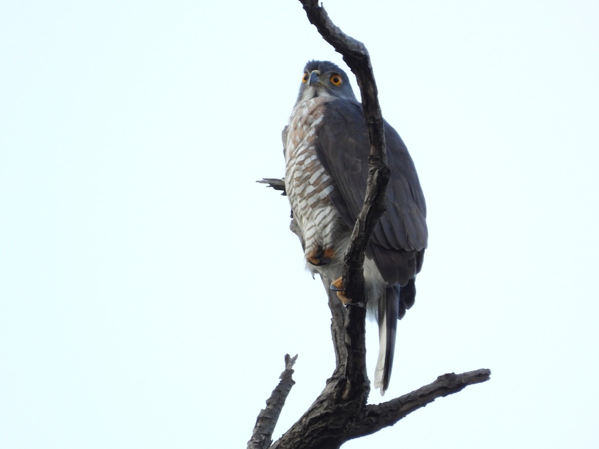 Schopfhabicht - ML646824947