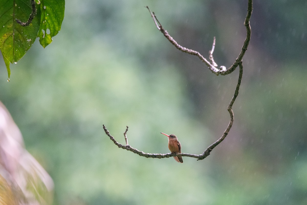 Амазилія руда - ML646824948