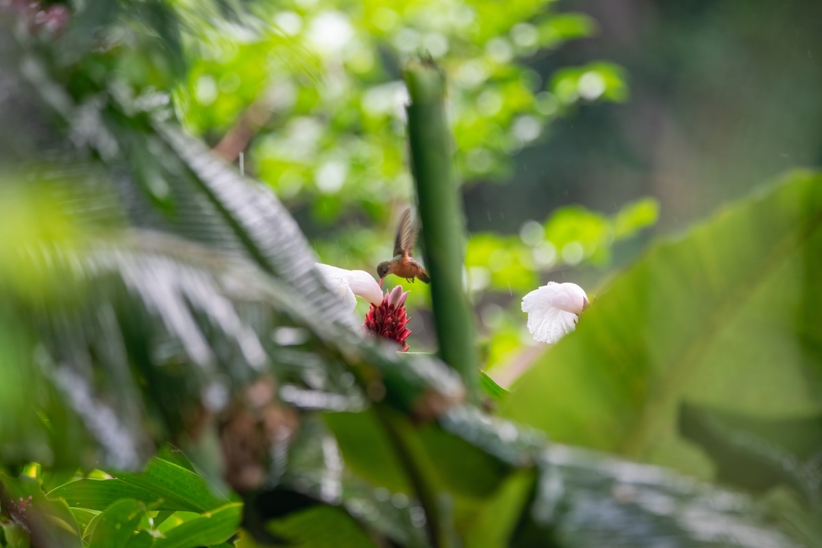 Амазилія руда - ML646824949