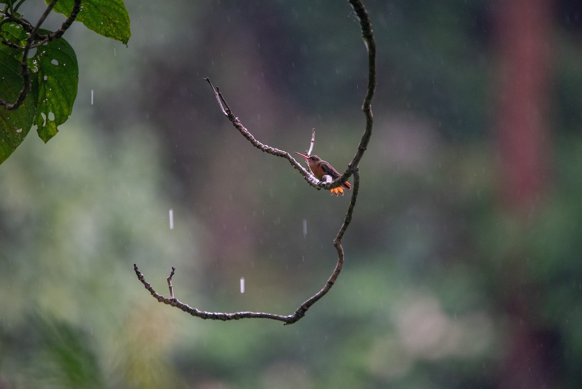 Амазилія руда - ML646824951