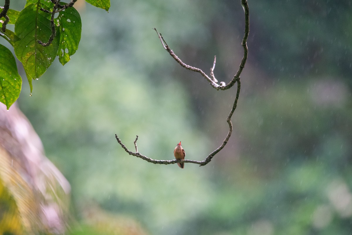 Амазилія руда - ML646824952