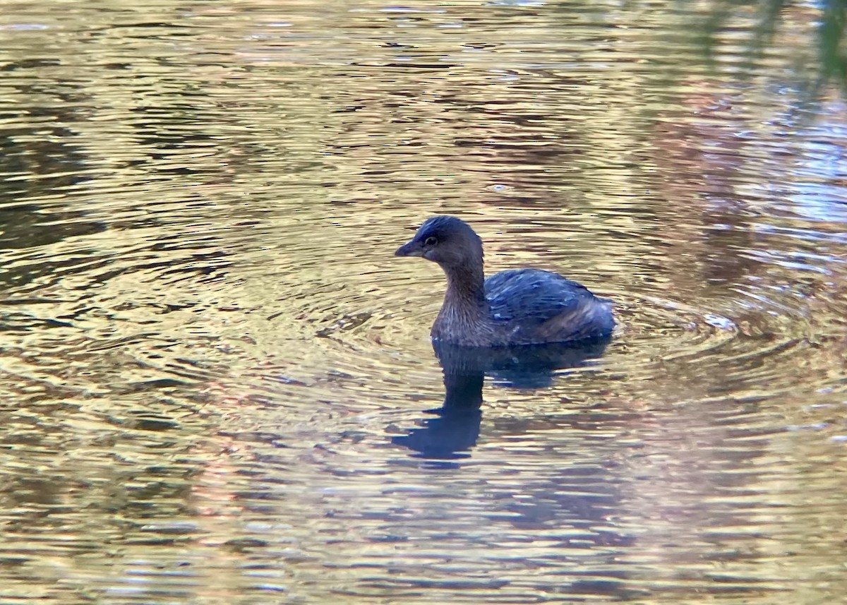Pied-billed Grebe - ML646824956