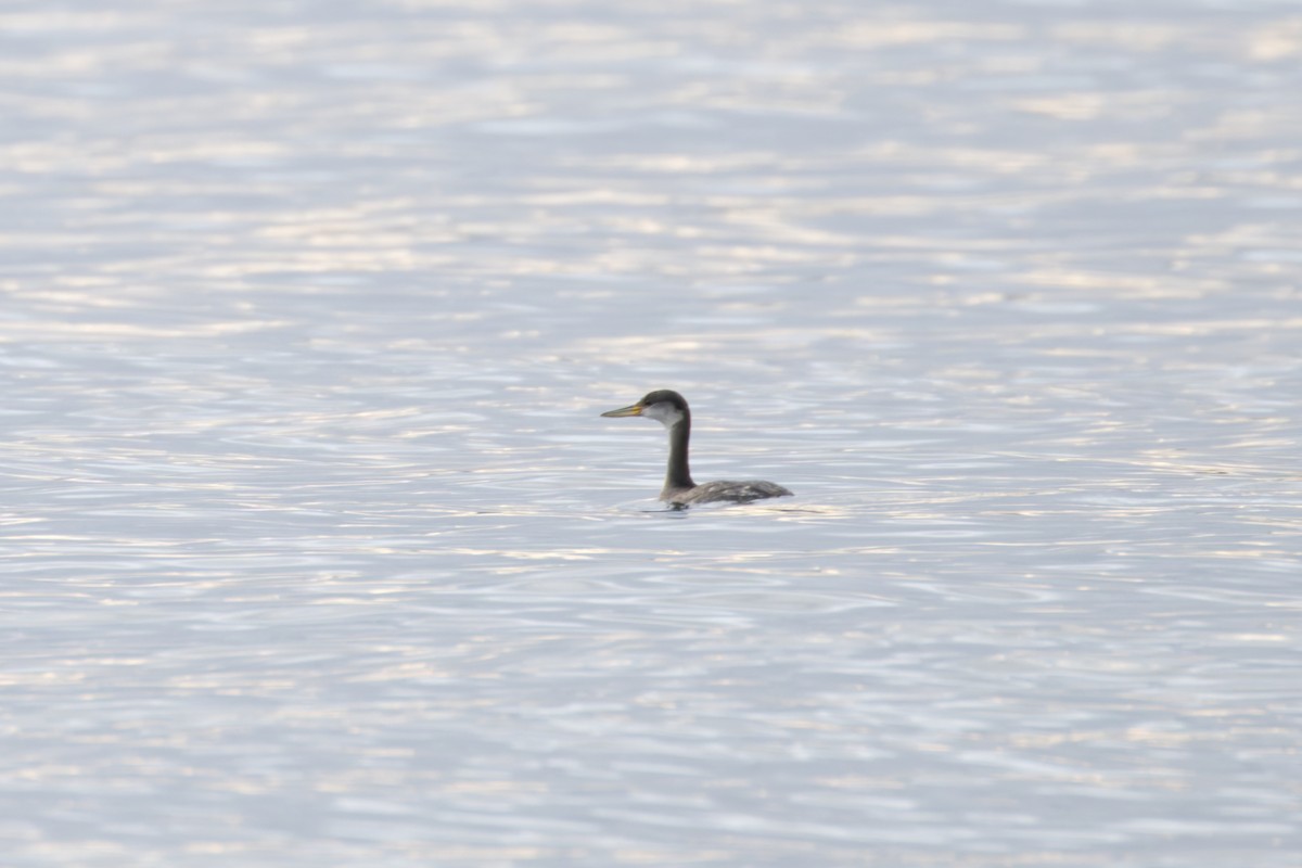 Red-necked Grebe - ML646824959