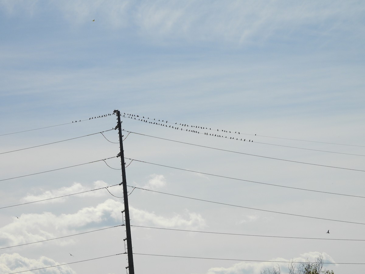 Felsentaube (Straßentaube) - ML646824960