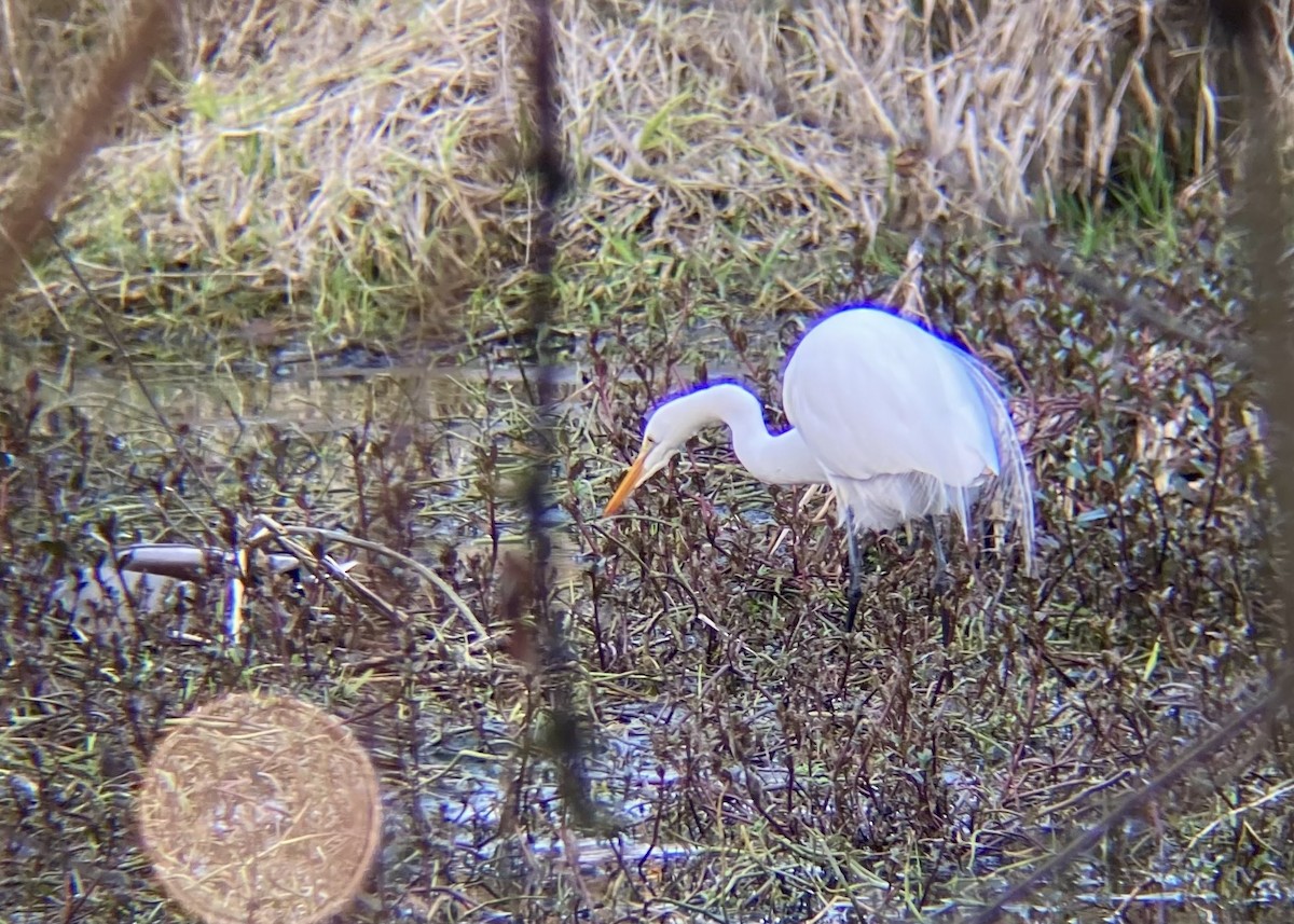 Silberreiher - ML646824961