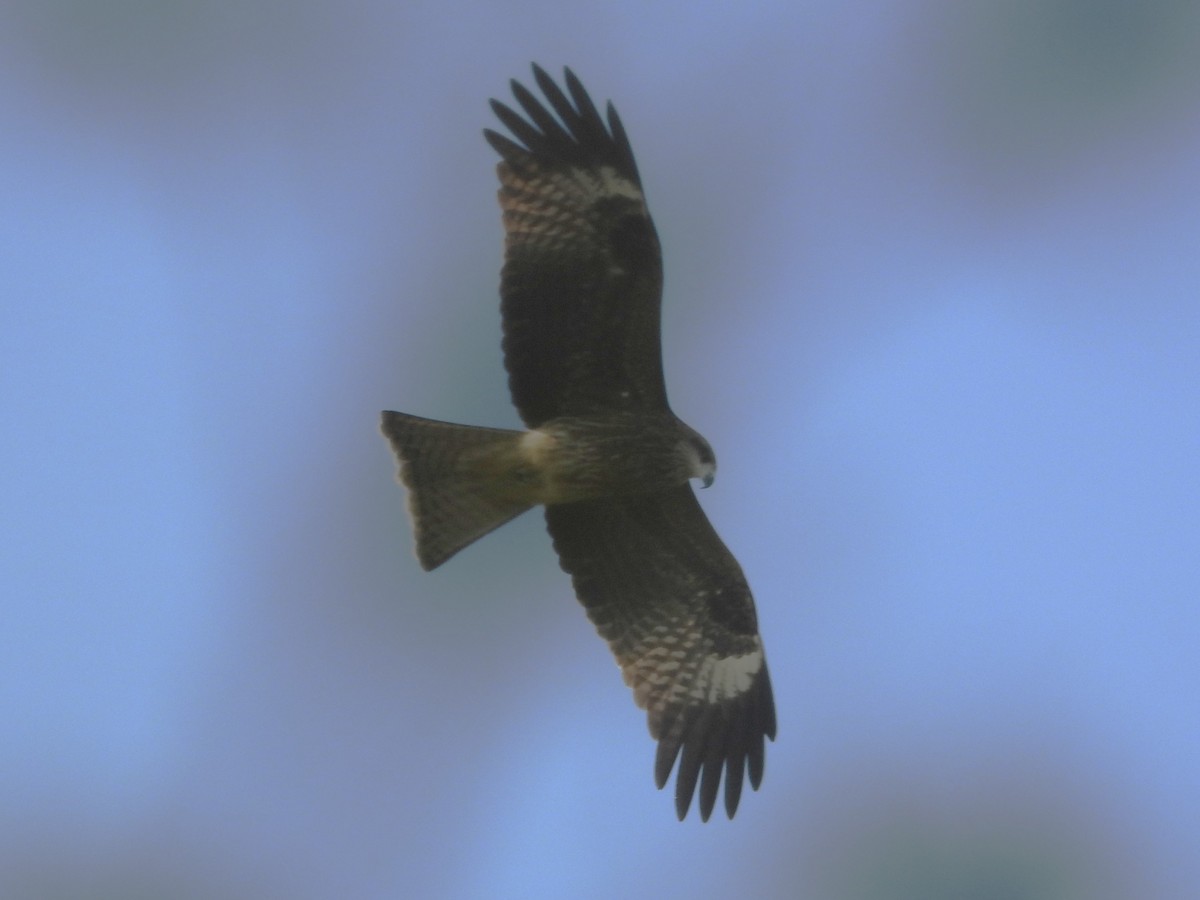 Schwarzmilan - ML646824962