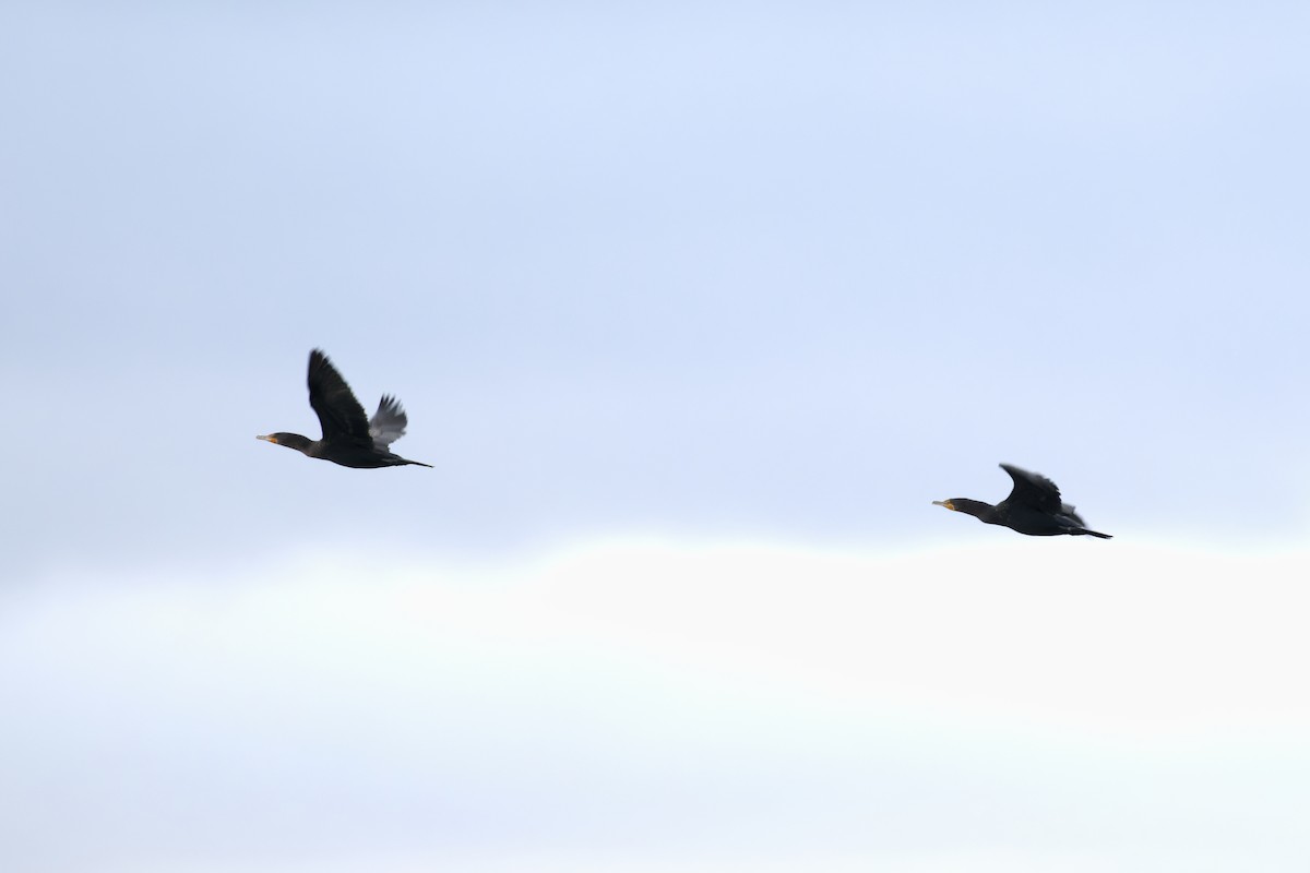 Cormorán Orejudo - ML646824963