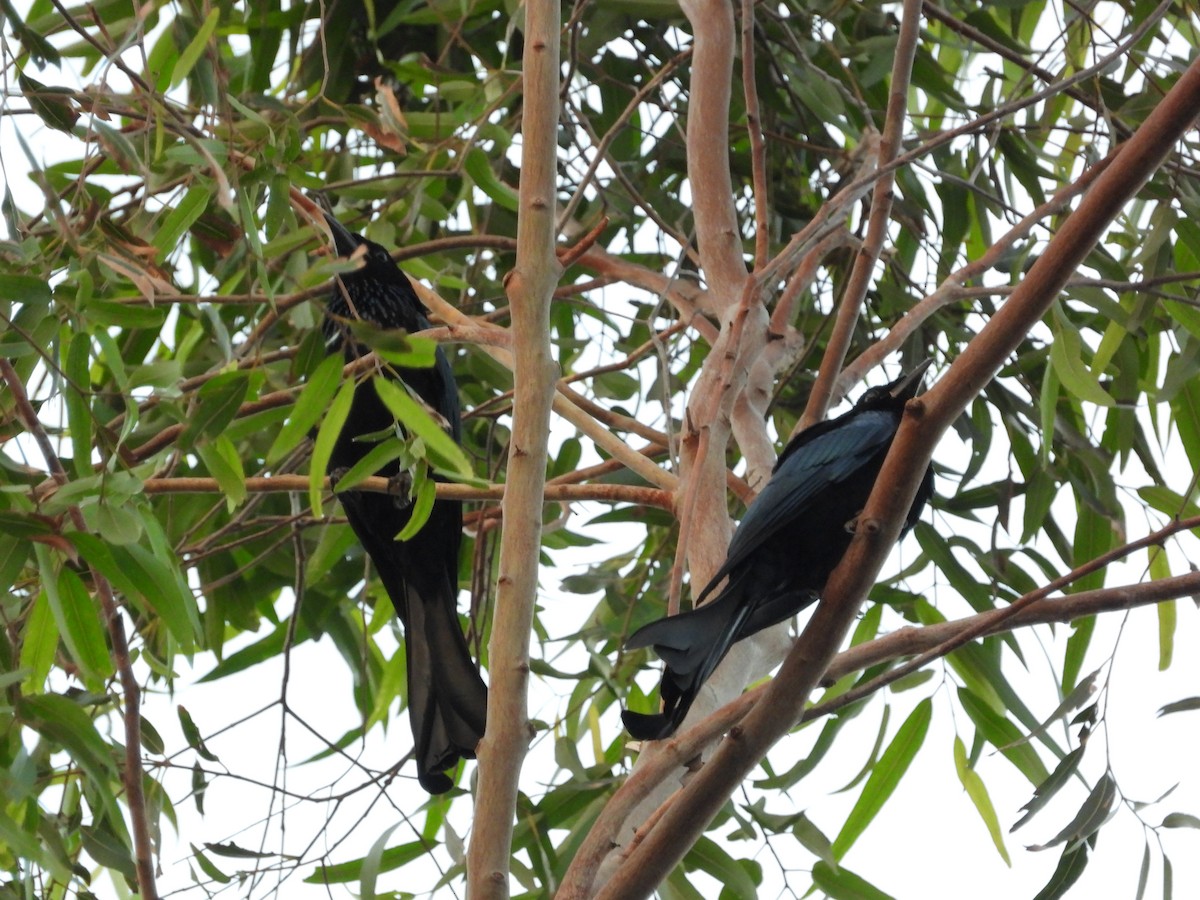 Haarbuschdrongo - ML646824964