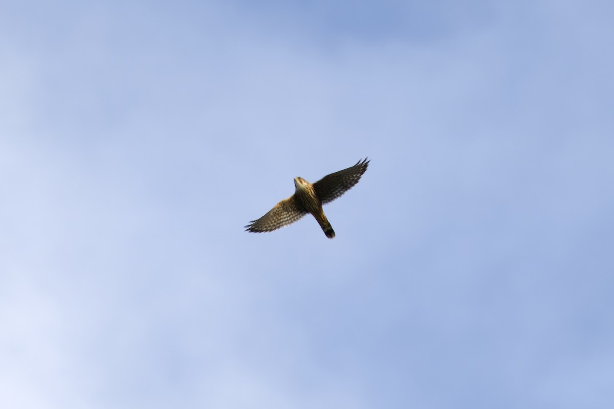 Buntfalke - ML646824965