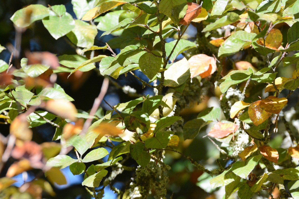 Tennessee Warbler - ML646824969