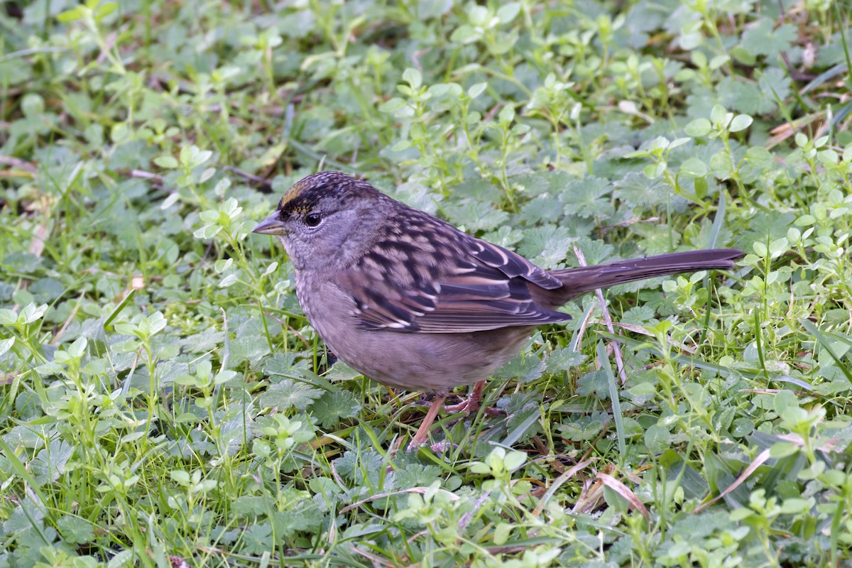 Chingolo Coronidorado - ML646824970