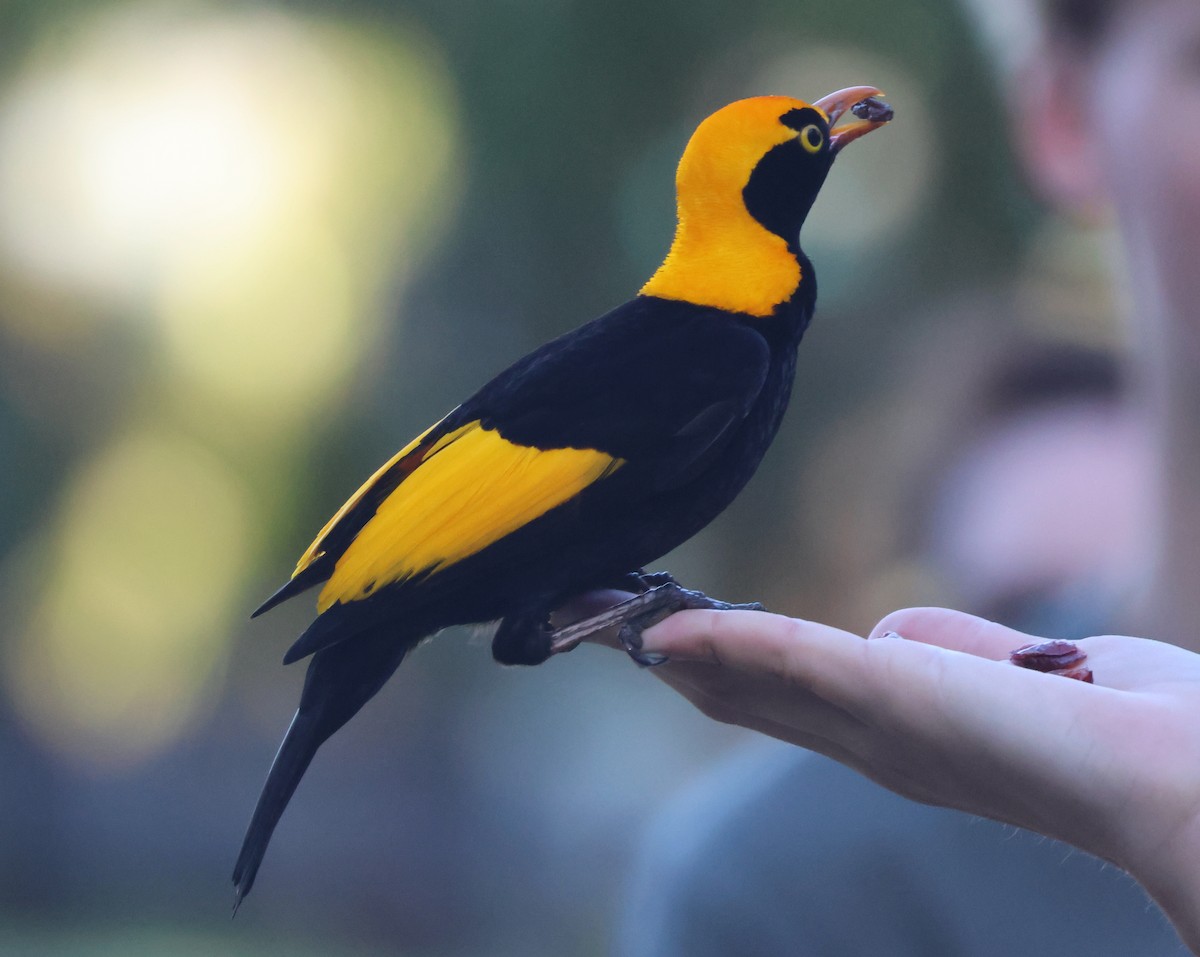 Regent Bowerbird - ML646824971