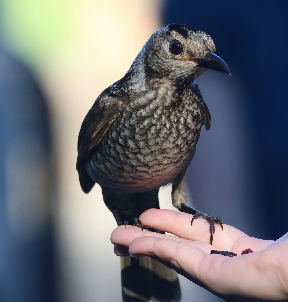 Regent Bowerbird - ML646824972
