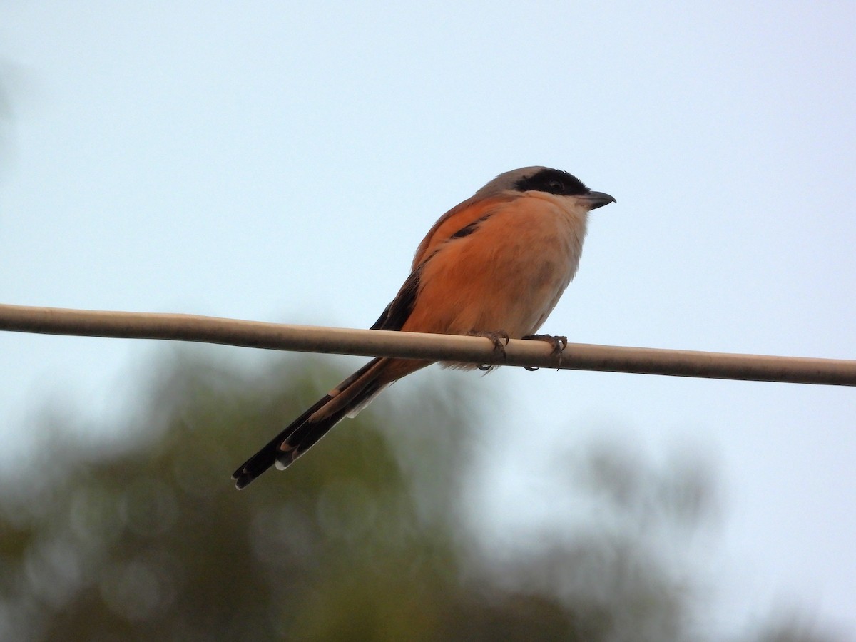 Schachwürger - ML646824973