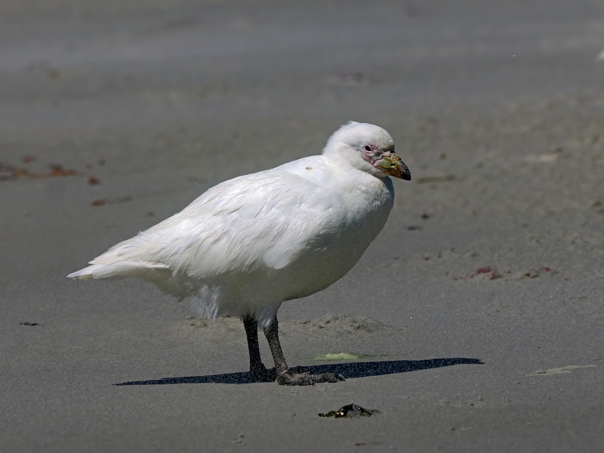 Snowy Sheathbill - ML646824974