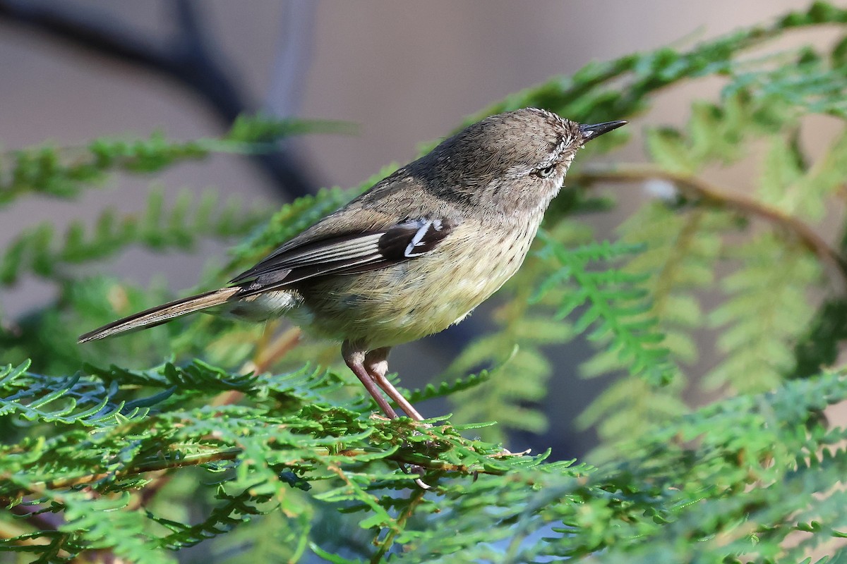 Fleckensericornis - ML646824975