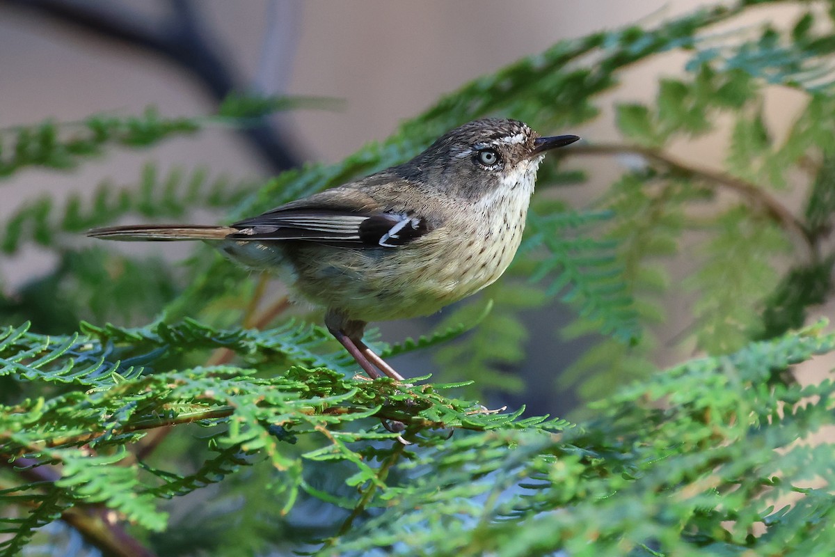 Fleckensericornis - ML646824976