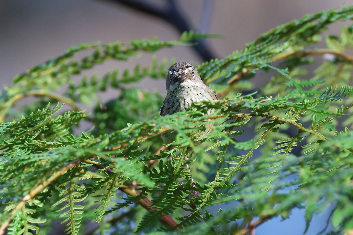 Fleckensericornis - ML646824977