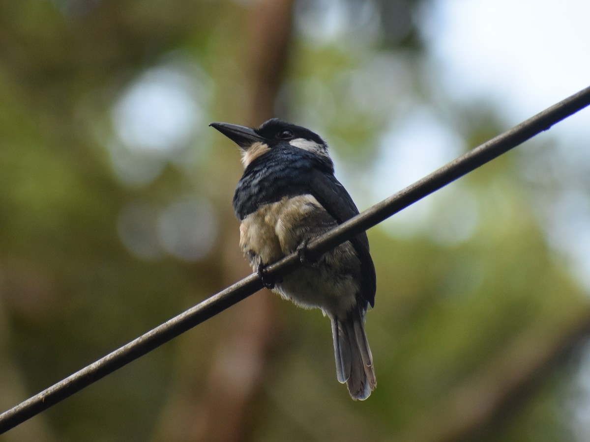 Gürtelfaulvogel - ML646824978