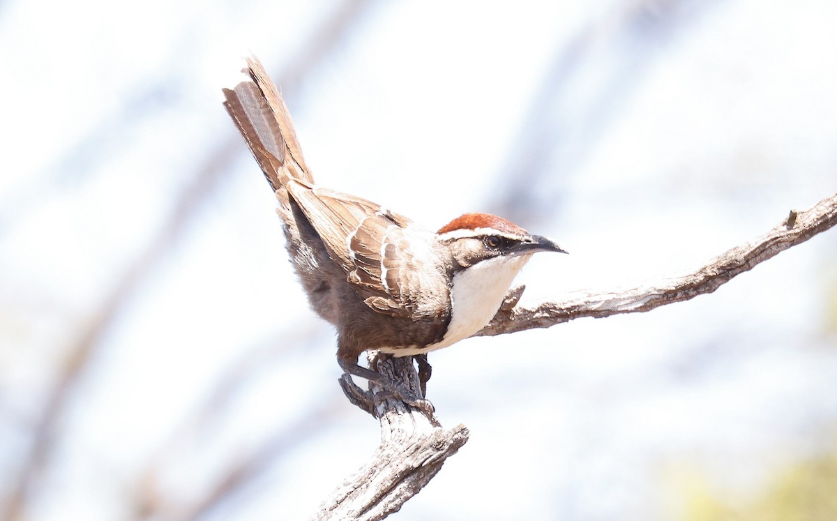 Rotscheitelsäbler - ML646824980