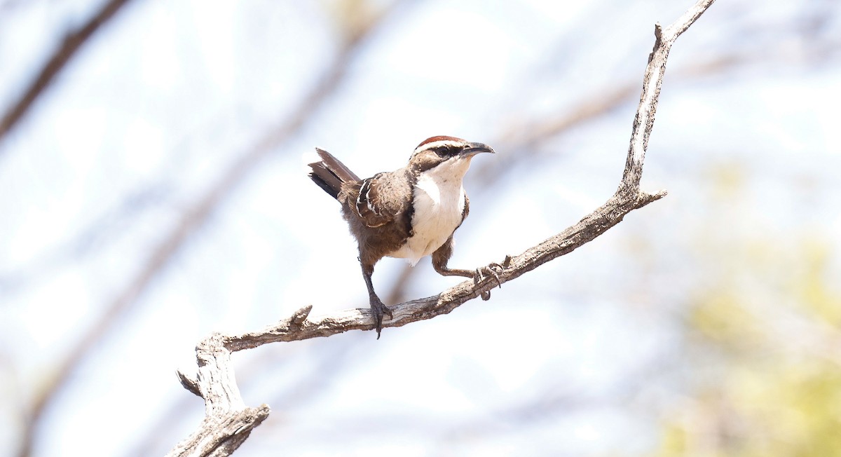 Chestnut-crowned Babbler - ML646824981