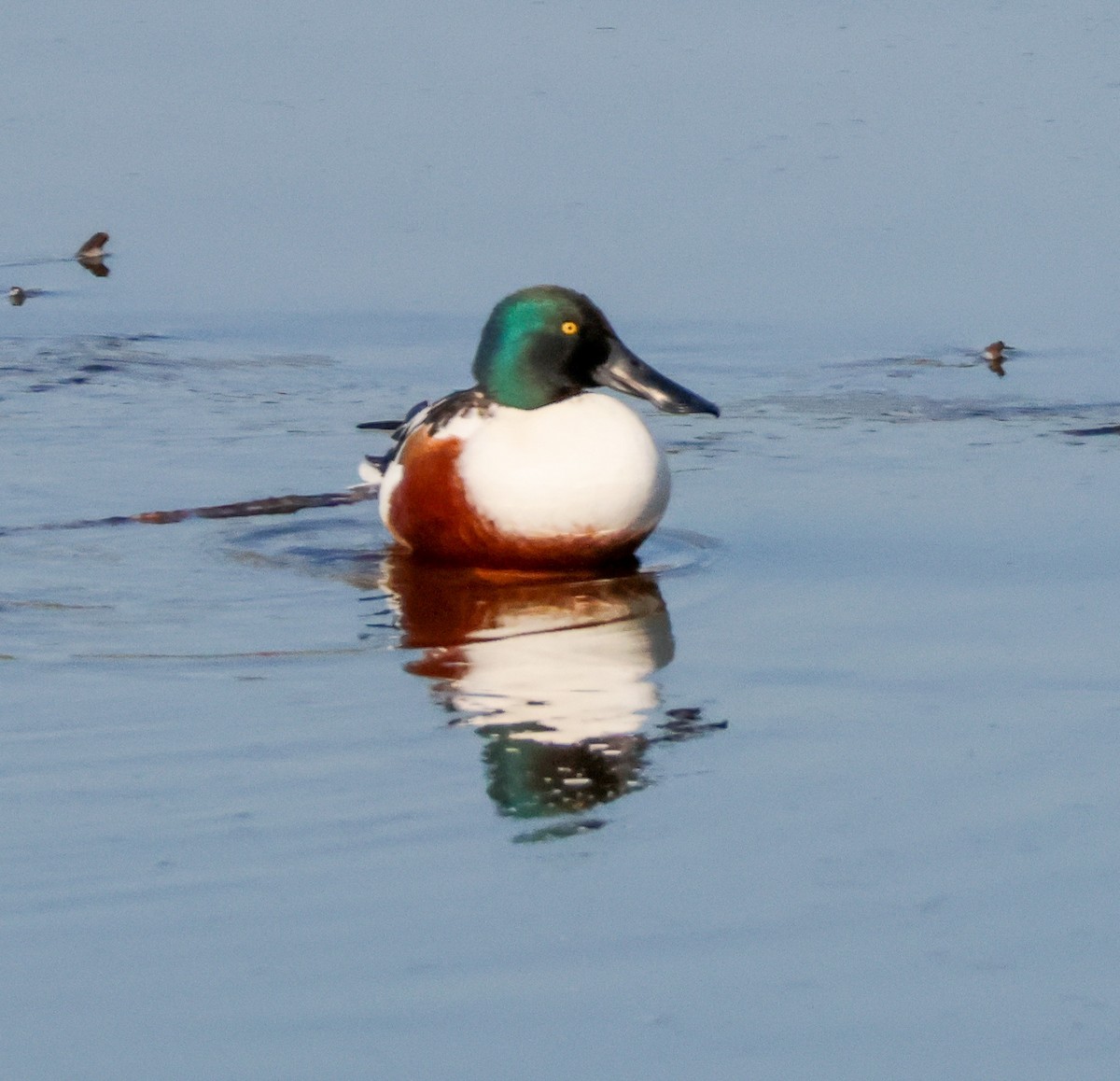 Löffelente - ML646824983